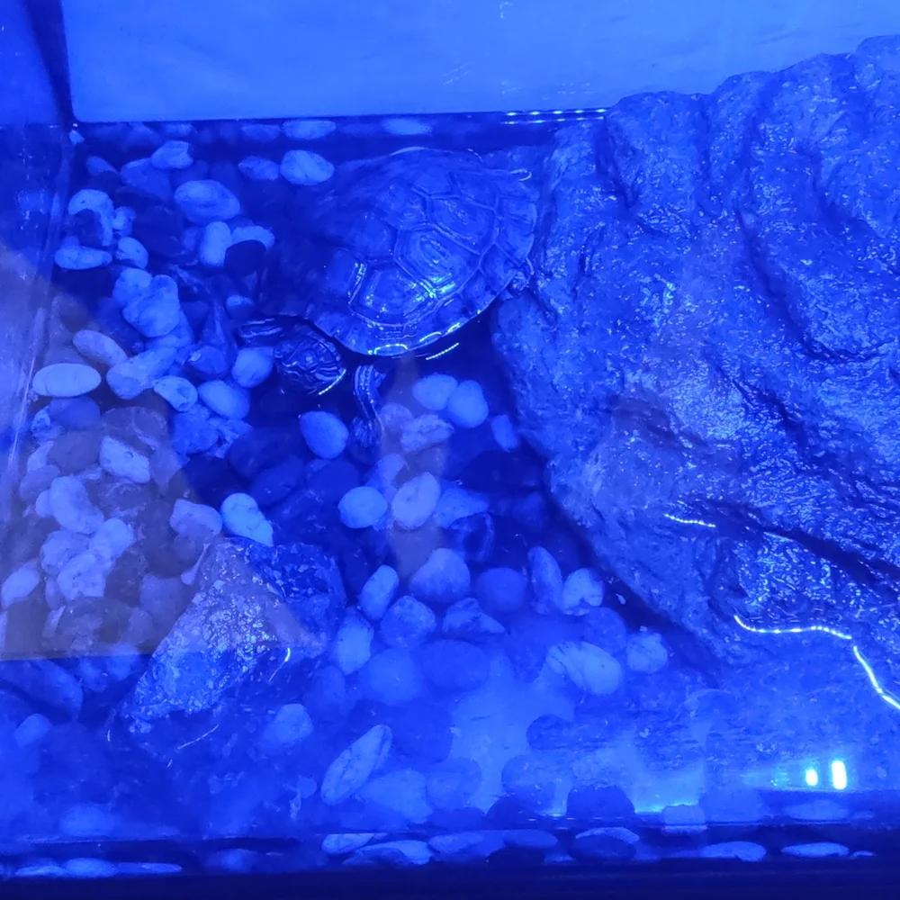 turtle tank with stones and a baby turtle and two cans of new turtle food